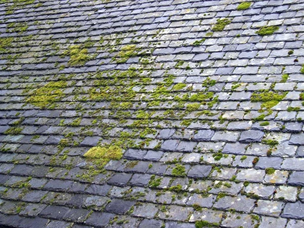 pourquoi entretenir sa toiture